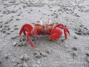 Red Crab Kuakata Sea Beach
